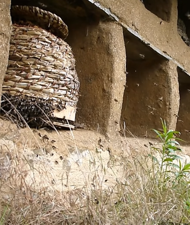 Conférence sur le mur à abeilles de Tessy Bocage