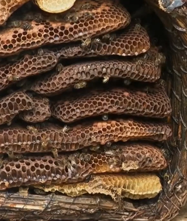 Conférence sur l'apiculture naturelle